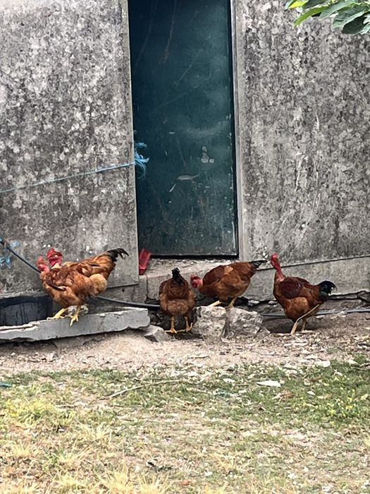 Vendo frangos do campo