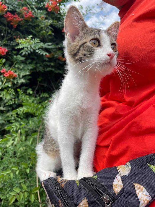 Кошеня, 3 місяці, дівчинка