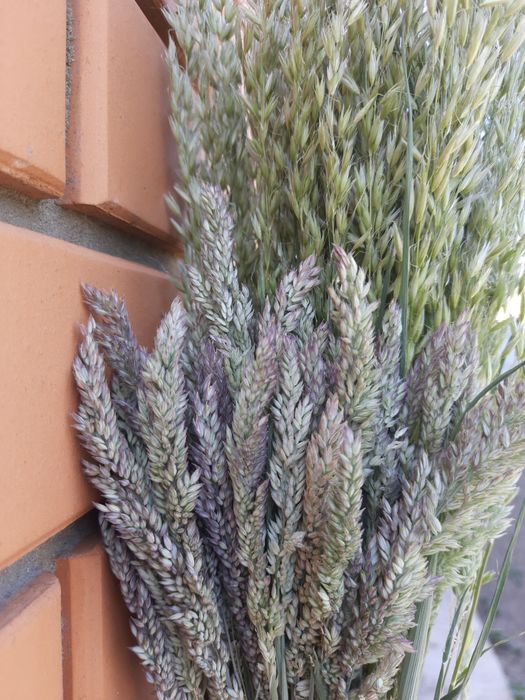 Пшениця,сухоцвіти, лісова трава. Терміново.