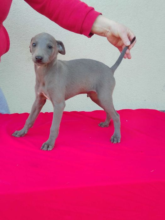 Chart Angielski Whippet Piesek