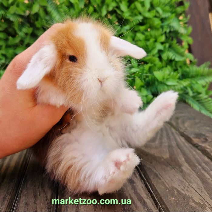 Шикарньій карликовьій кролик мальчик с сатиновьім типом шерсти