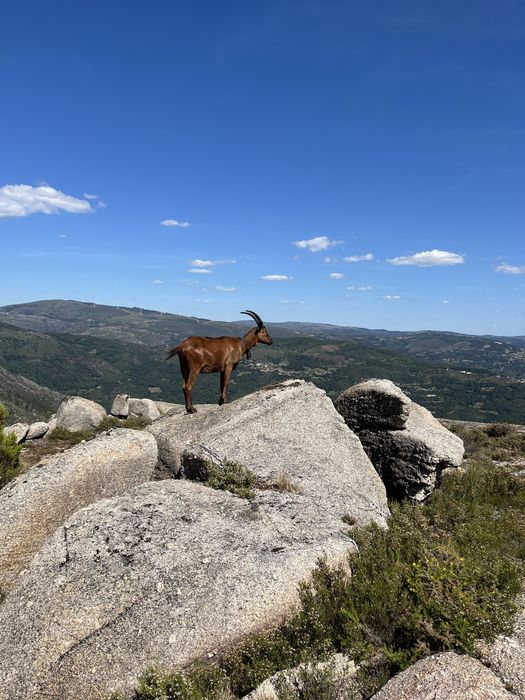 Vende-ae Cabras bravias