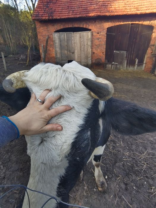 Krowa białogrzbieta, białogrzbiet