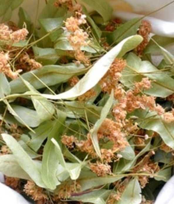 Цвіт липи сушений