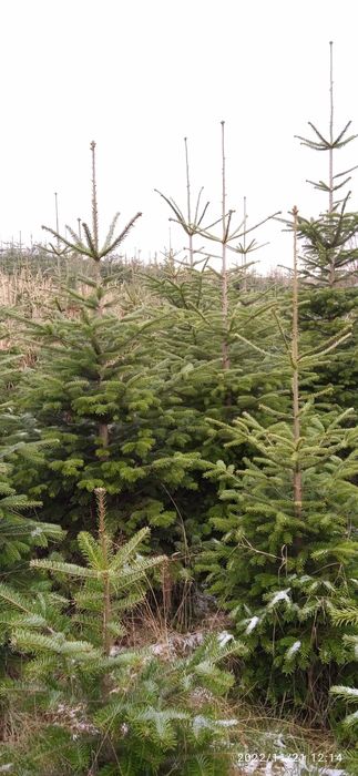 Plantacja choinek , świerk srebrny , jodła kaukaska