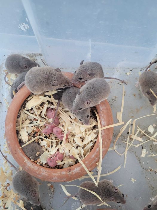 Mysz pigmejska Mus minutoides z hodowli