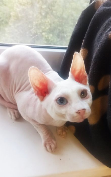 Разноглазый  сфинкс.