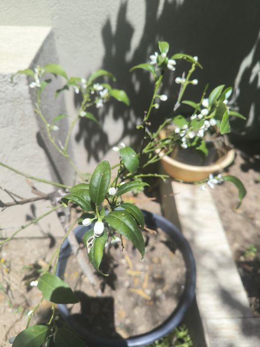 Árvore kumquat, já com flor 
Citrino japonês.
Entrega em mãos