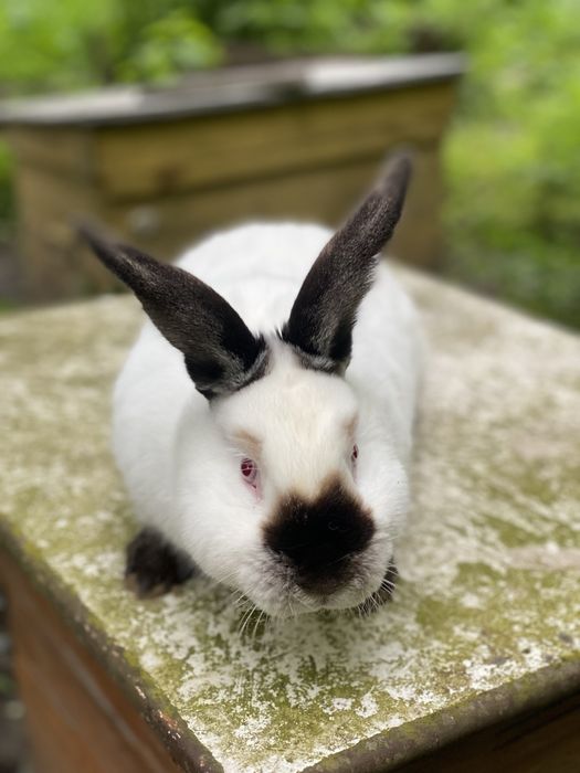 кролі Горохів Сільгосп тварини на