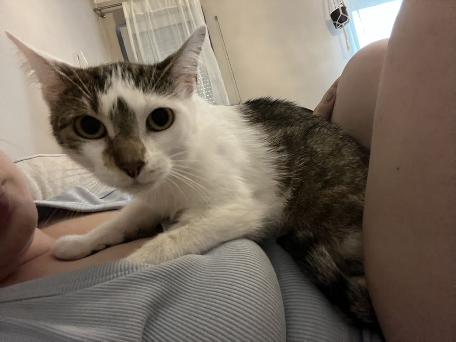 Kociak Tatron szuka swojego domu 2 letni