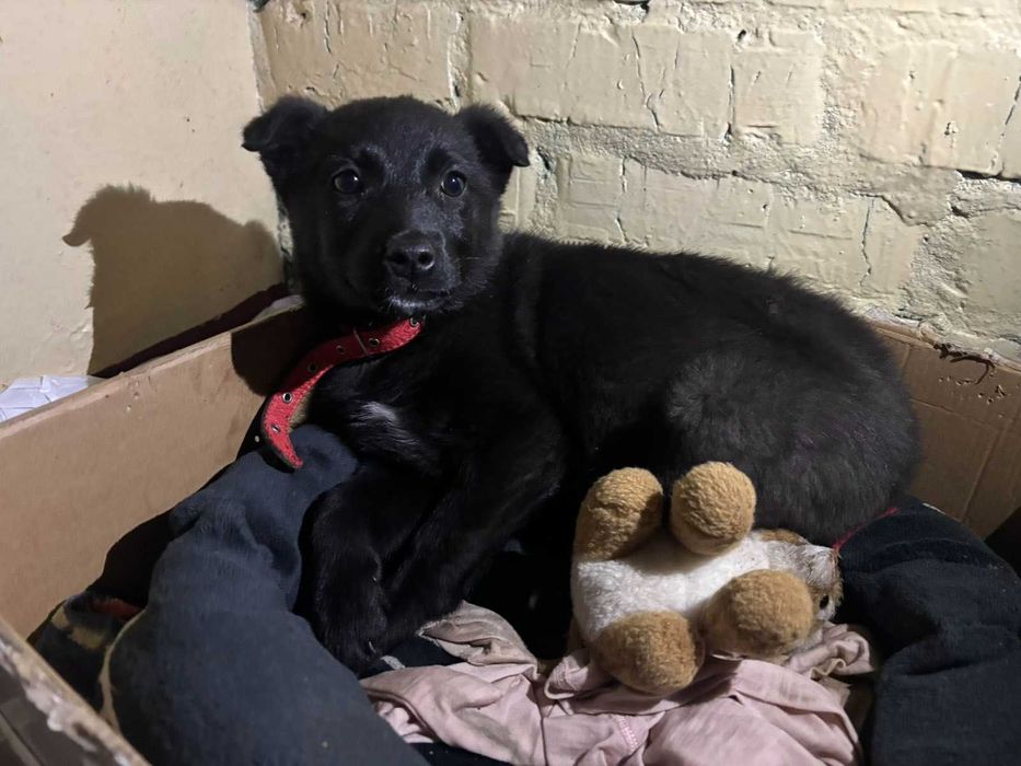 Отдается щенок-девочка