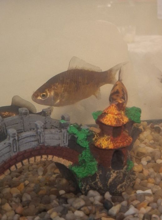 Peixes de Água fria