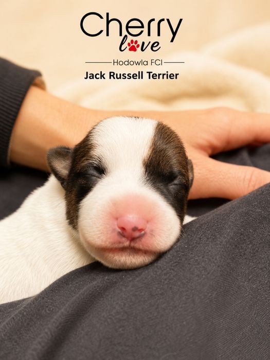 Jack Russell Terrier ZKwP FCI