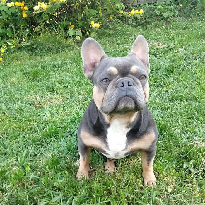 В'язка блакитно підпалий французький бульдог