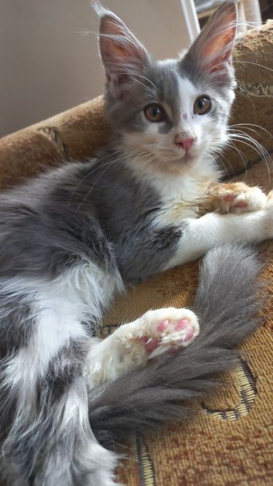 Miziasty niebiesko-biały kocurek Maine Coon PZF