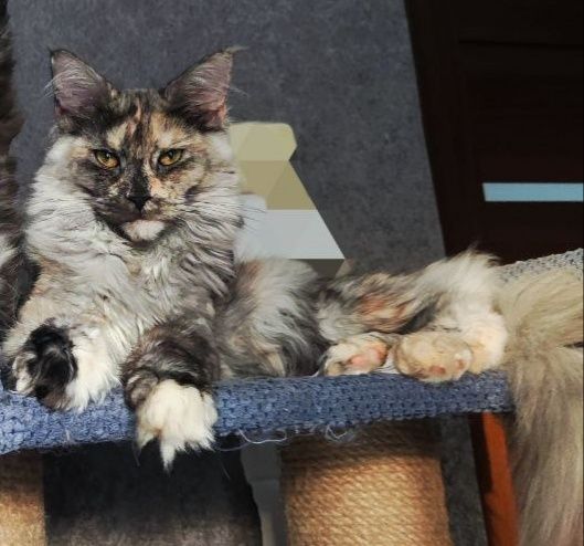 Мейн-кун дымная черепаха 2года