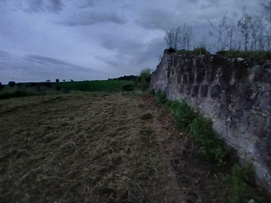 Terreno com olival  tradicional  14000 m2 e possibilidade de construção de  moradia com 140 m2