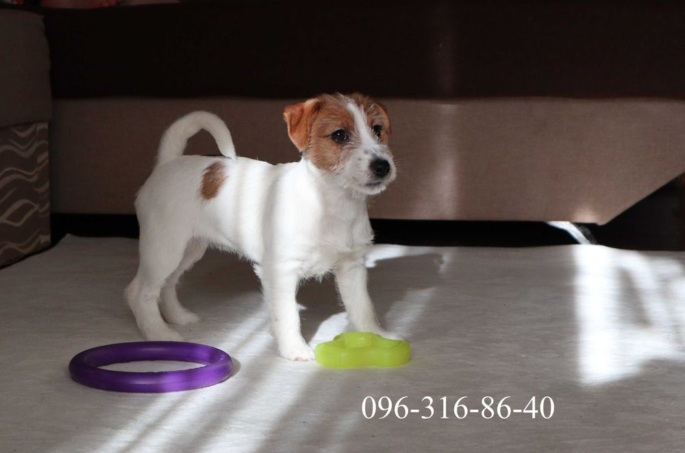 Джек Рассел тер'єр цуценя