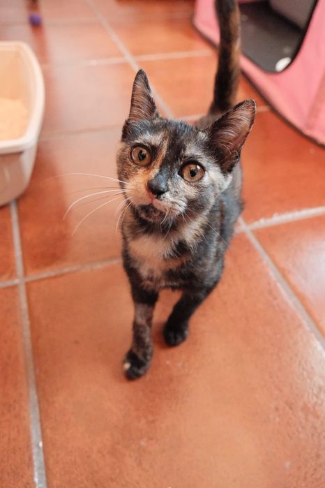 A Zoey procura uma família - gata bebé