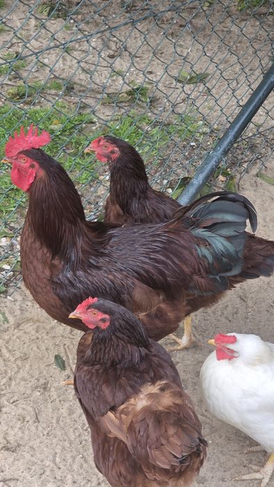 Ovos de galinha para chocadeira