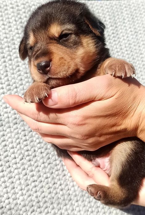 Цуценята шарпей /овчар