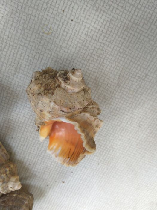 Ракушки рапана  .