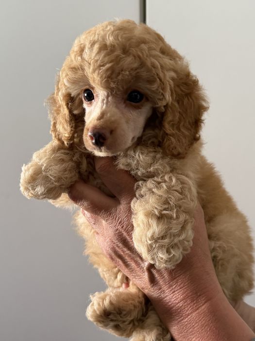 Pudel Miniatura/Toy ZKwP FCI