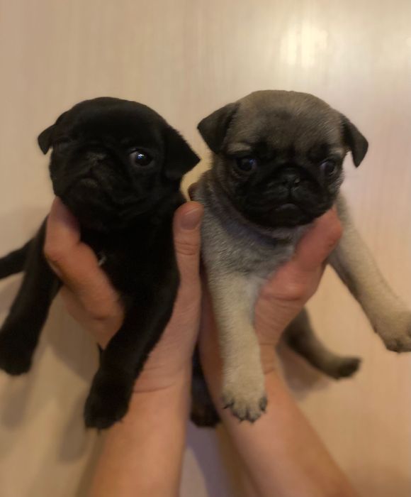 Мопсятка дівчатка