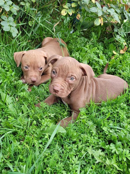 Pitbull red nose suka