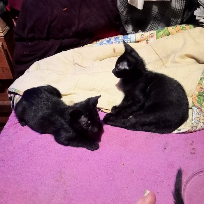Gatinhos pretos para doar.