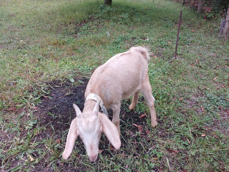 Кози цього року народження