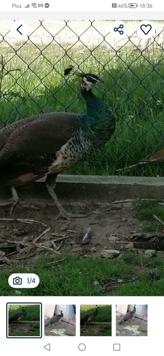 Sprzedam kurę pawia