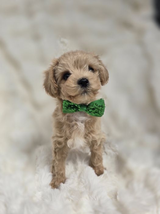 Piesek maltipoo f1 gotowy do odbioru