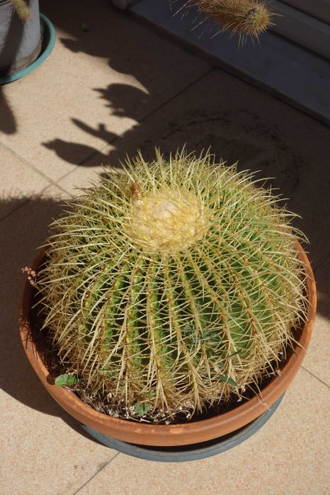 Plantas decoração - cactos