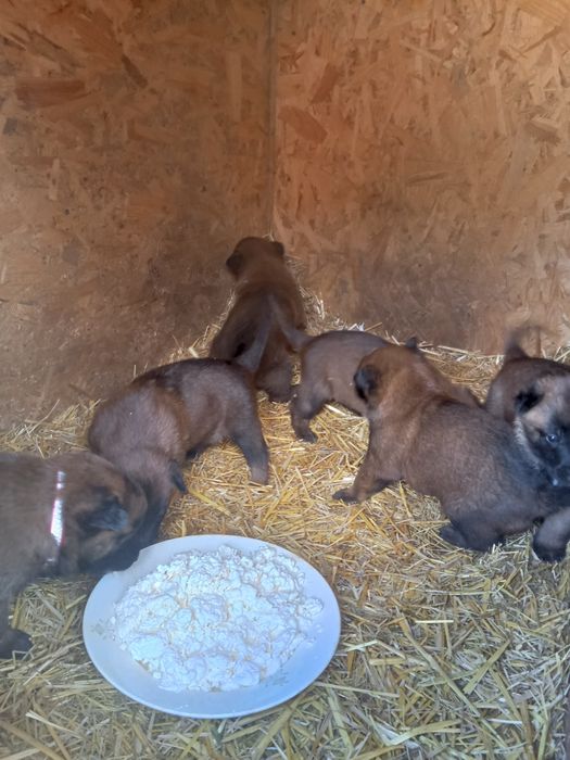 Бельгійська вівчарка малінуа