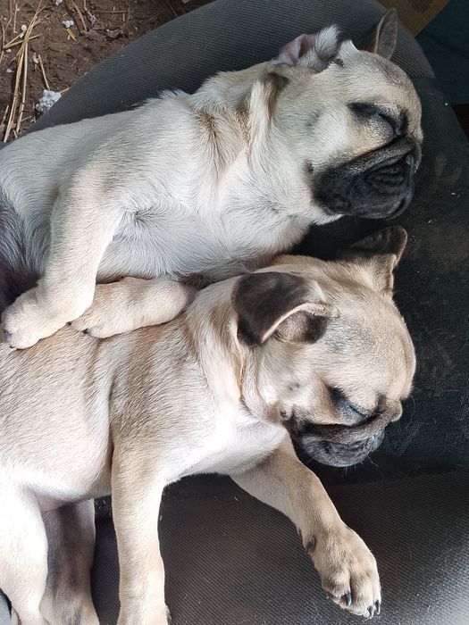 Mops  piesek 4-mies.