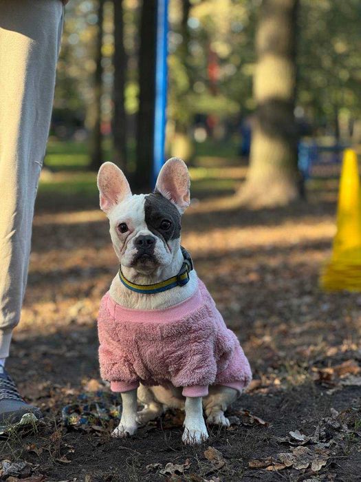 Групові заняття для собак майданчик