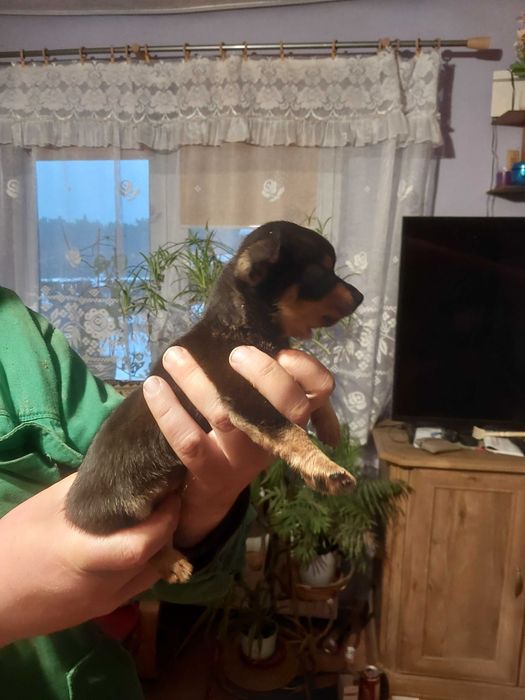 Chihuahua Pieski 2 miesiące