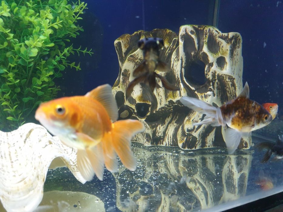 Welony młode 10cm.kilka odmian