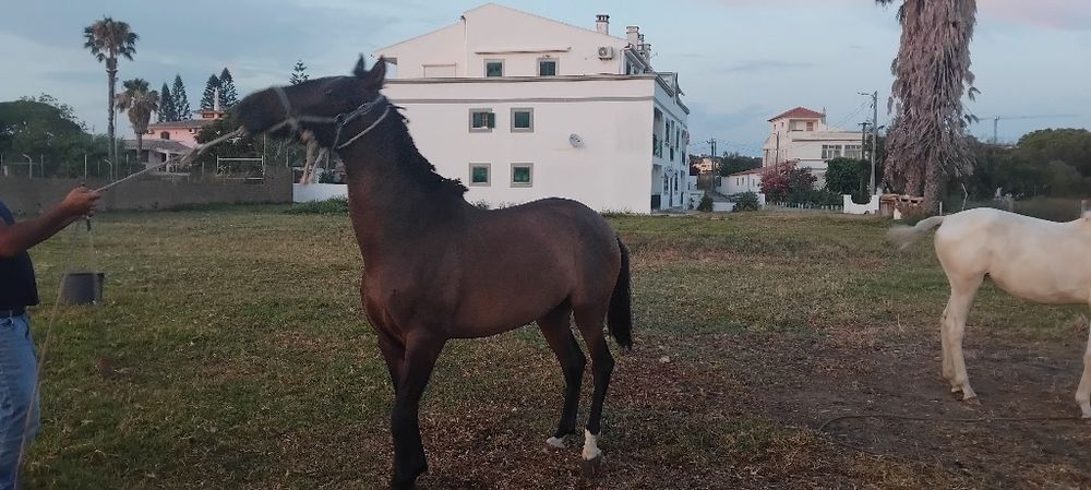 Poldra com 3 anos