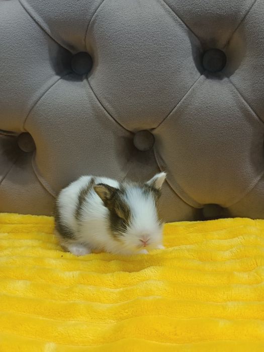 Міні кролики,карликові кролики,карликовий кролики,миниатюрни кролики,