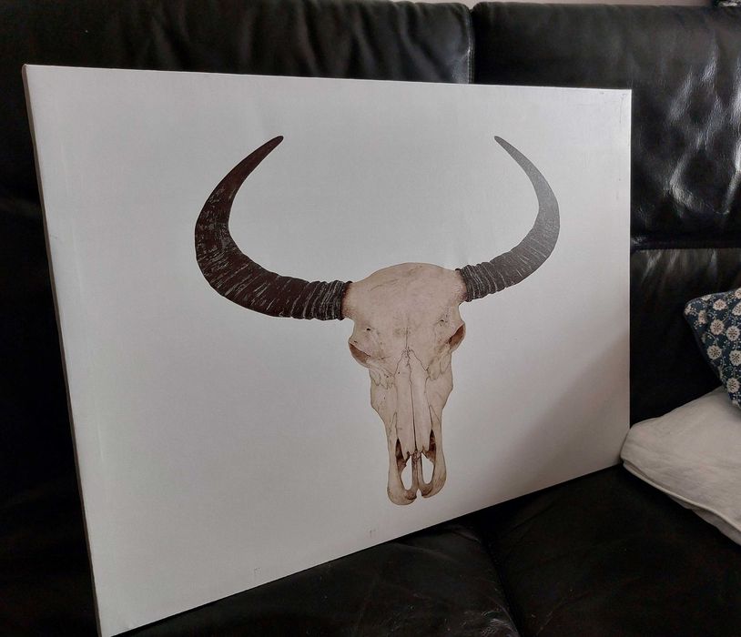 Quadro com esqueleto de cabeça de vaca americana - Tela branca
