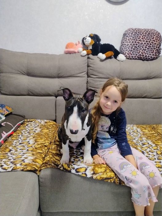 Цуценя Бультер`єра