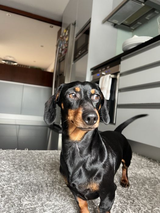 Daschshund Teckel Miniatura Macho para acasalamento