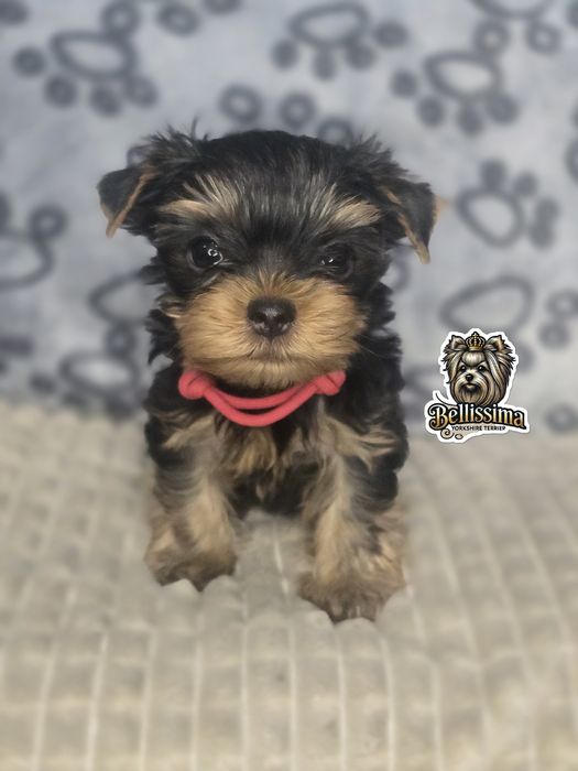 Yorkshire Terrier PIESEK Gotowy do ODEBRANIA Warszawa
