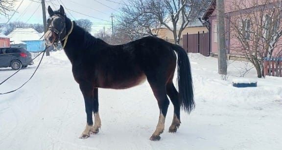 Продам кобилу  в гарному стані