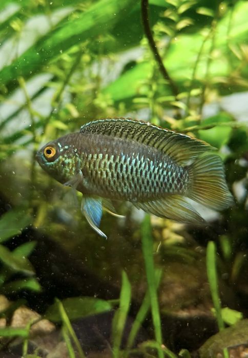 Nannacara anómala - Juvenis