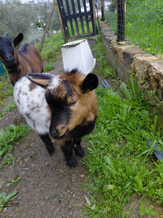 Cabrinhas Anãs para venda ou troca.