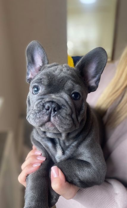 Мальчик французского бульдога