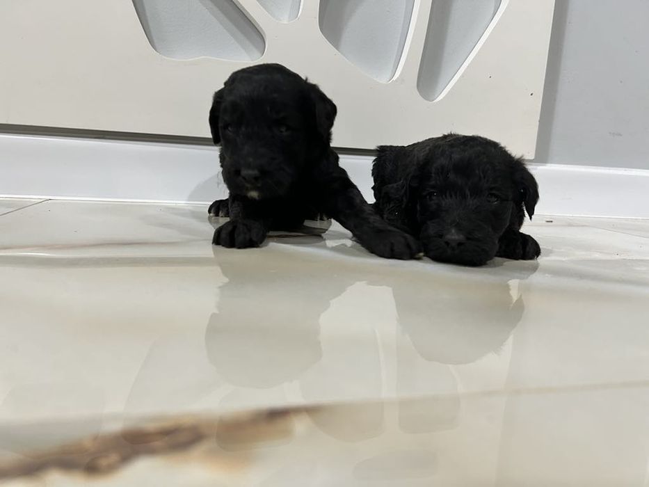 Goldendoodle.sunia .czarna